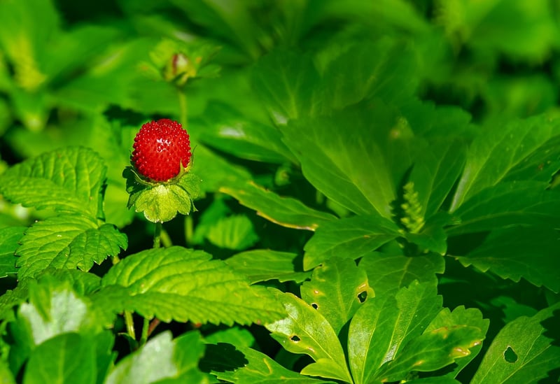 Forest Berries Salad